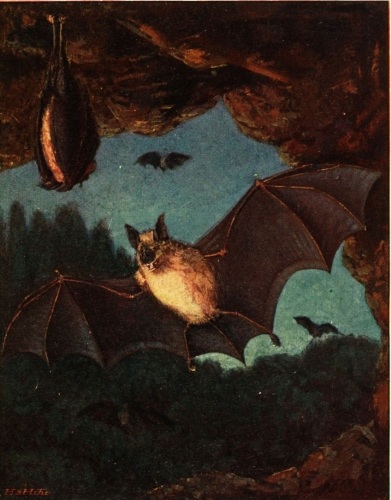 Rhinolophe grand fer à cheval

Rhinolophus ferrum equinum

Chauve-souris

Famille des Rhinolophidés