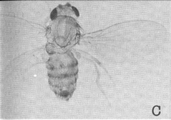 Three-winged fly with partial double thoraxes
