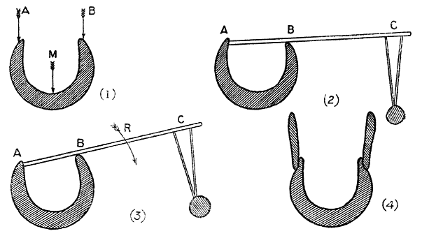Figure I—Diagram showing in transversal section some principles of canoe stability and construction.