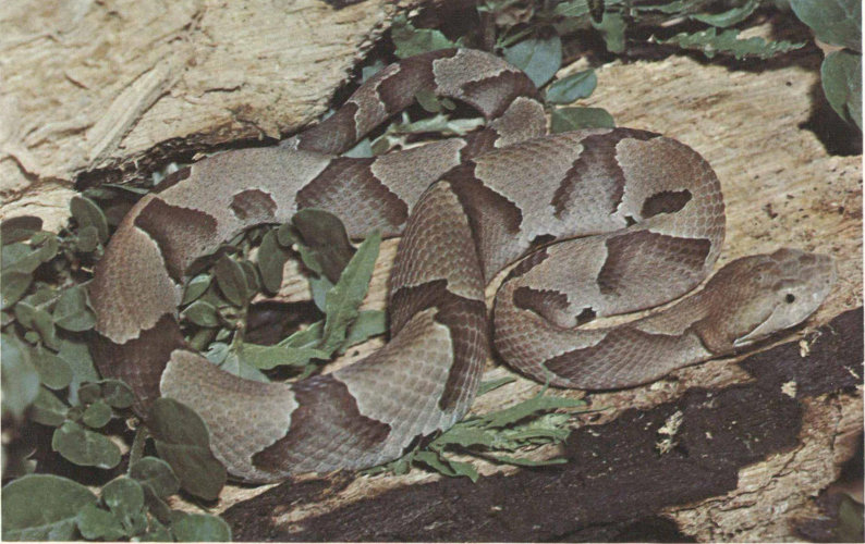 SOUTHERN COPPERHEAD