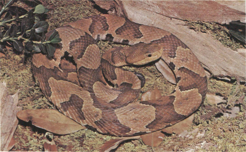 NORTHERN COPPERHEAD