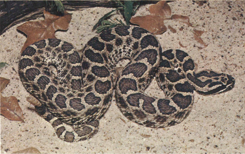 Eastern Hognose Snake Playing Dead Photograph by John Mitchell