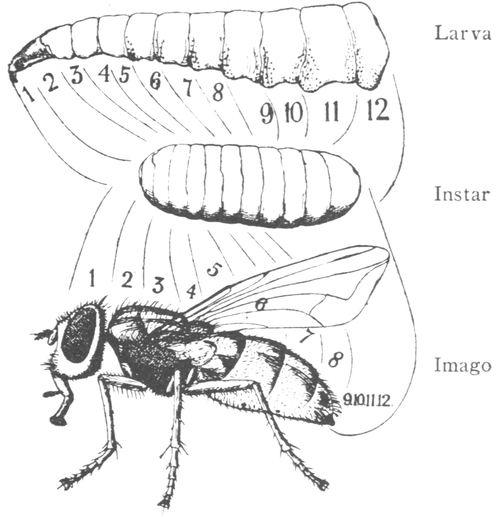 Housefly Classification Chart