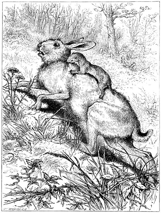 WEASEL KILLING A HARE.&mdash;(Page 63.)