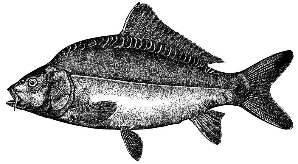 The Project Gutenberg eBook of Game Fish of the Northern States