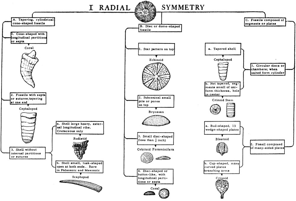 Fossil Classification Chart