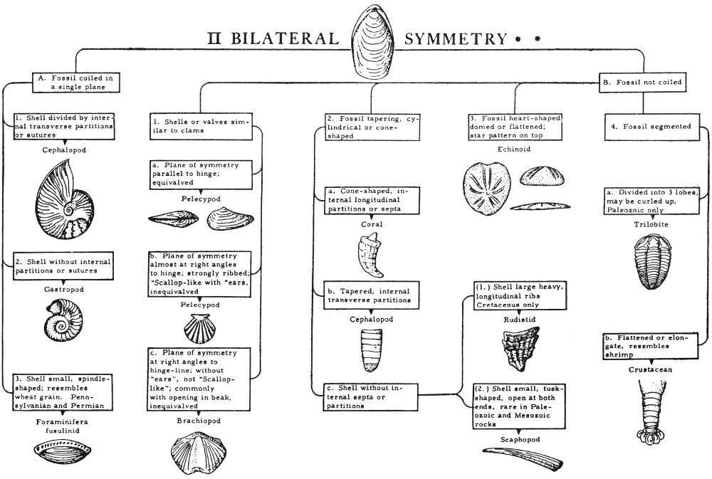 Animal Teeth Identification Chart