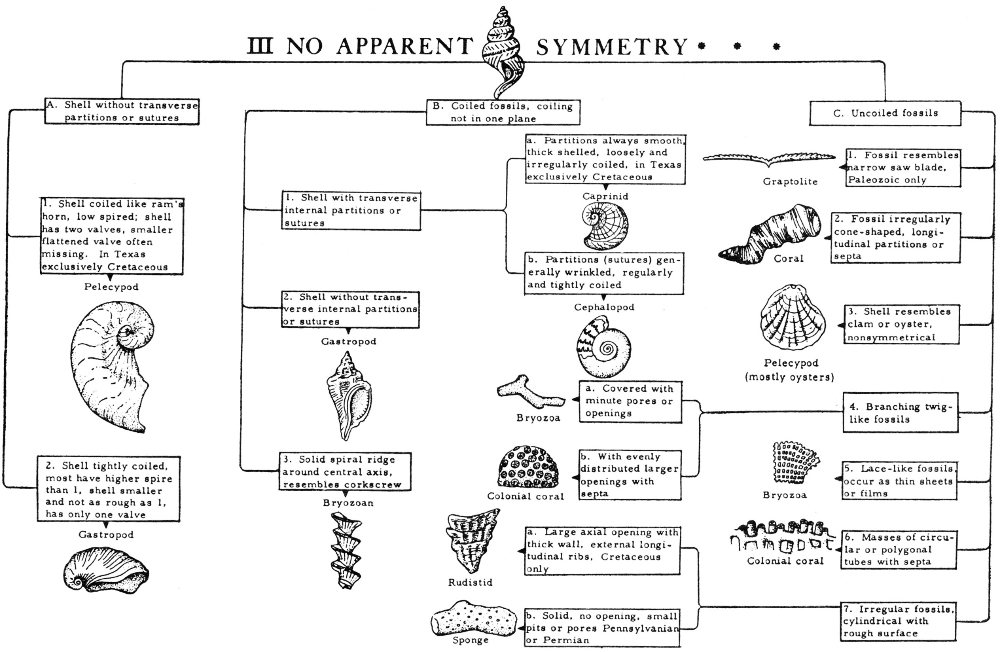 Index Fossil Chart