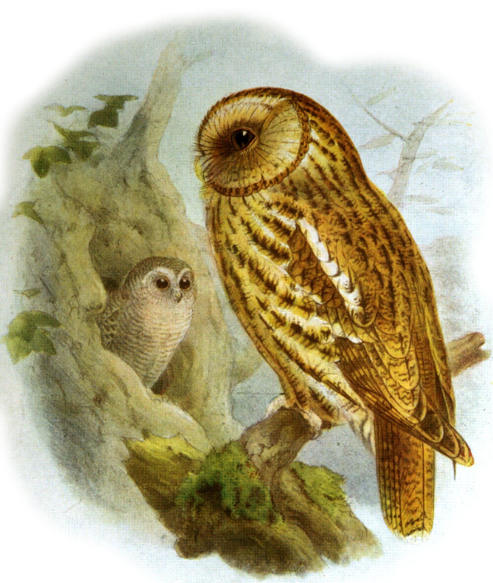 Costume, Reenactment & Theater Apparel Owl Hoodie Hat Wise Snow Bird Hoot Crop Decoy Night