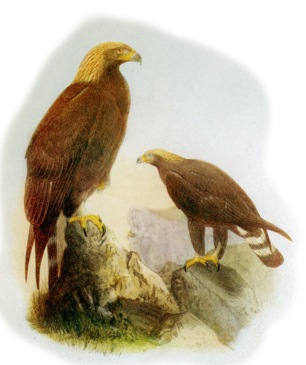 Birds Of Britain By J Lewis Bonhote A Project Gutenberg Ebook