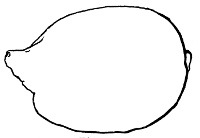Fig. 202.