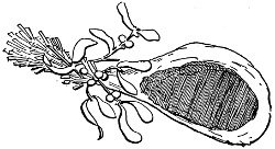 Fig. 567.