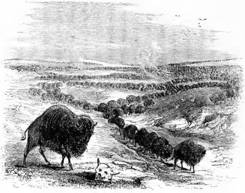 HERD OF BUFFALOES MOVING.