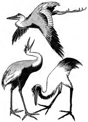 STORKS, DRAWN BY A NATIVE ARTIST.