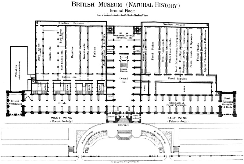 British Museum Organisation Chart