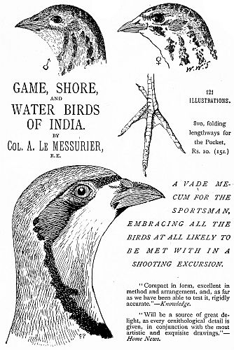 GAME, SHORE,
AND
WATER BIRDS
OF INDIA.

BY
Col. A. Le MESSURIER,
R.E.

121
ILLUSTRATIONS.

8vo, folding
lengthways for
the Pocket,
Rs. 10. (15s.)

A VADE MECUM
FOR THE
SPORTSMAN,
EMBRACING ALL THE
BIRDS AT ALL LIKELY TO
BE MET WITH IN A
SHOOTING EXCURSION.