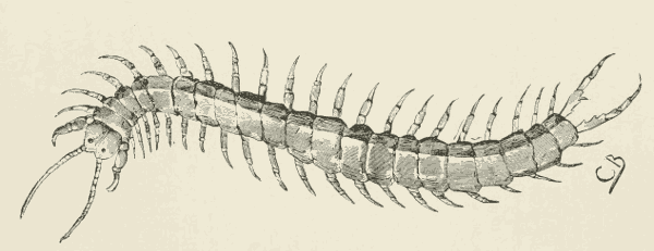 A Centipede.