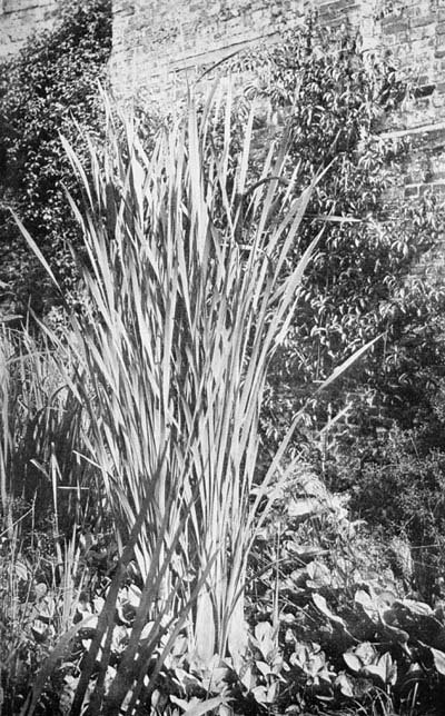 BULRUSHES AND BOG BEANS IN SMALL TANK IN GARDEN