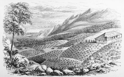 Plate 2.—A Coffee Plantation in Jamaica.