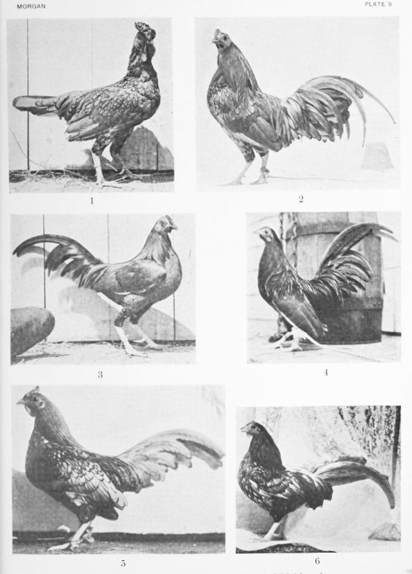 The Project Gutenberg Ebook Of The Genetic And Operative