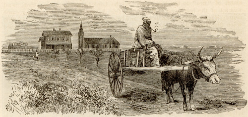 Freedman with ox and cart