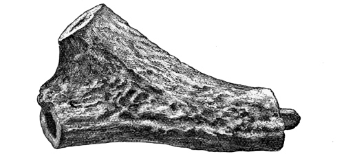 Fig. 222.—Implement of Deer-horn from Broch of Lingrow (4¼ inches in length).