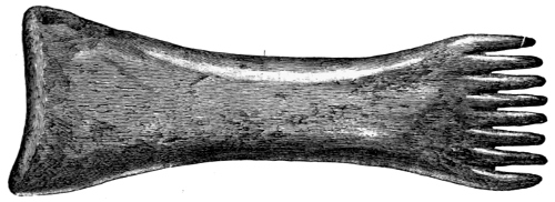 Fig. 238.—Long-handled Comb from the Broch of Burrian (4¼ inches in length).
