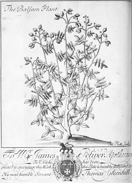 The Balsam Plant Tho. Platt. sculp. To Mr. James Petiver Apothecary, F.R.S. who has been pleas’d to encourage this Work, this Plate is humbly dedicated by His most humble Servant Thomas Greenhill.