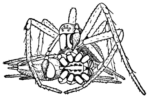 The Project Gutenberg eBook of The Structure and Habits of Spiders, by ...
