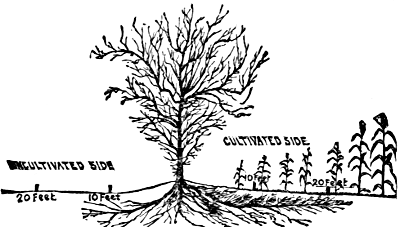 hedge's roots growing towards cultivated areas