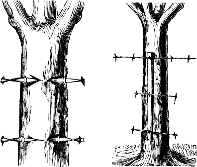 tree growing over wire—wires attached to board