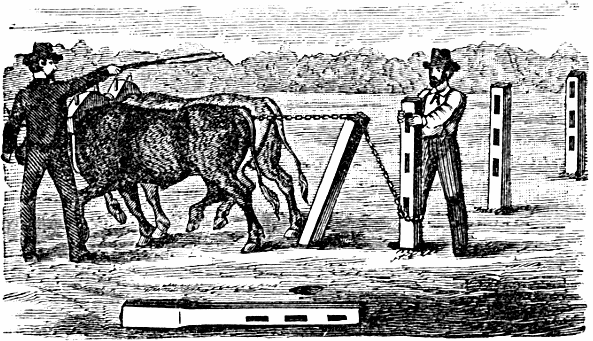 2 men setting posts with a team of ox an