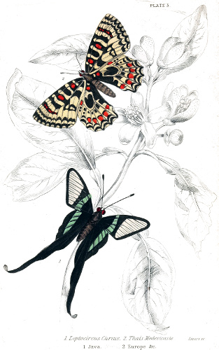 The Naturalist's Library. Vol. XXXI. Entomology. Foreign Butterflies ...