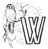 Illustrated capital W