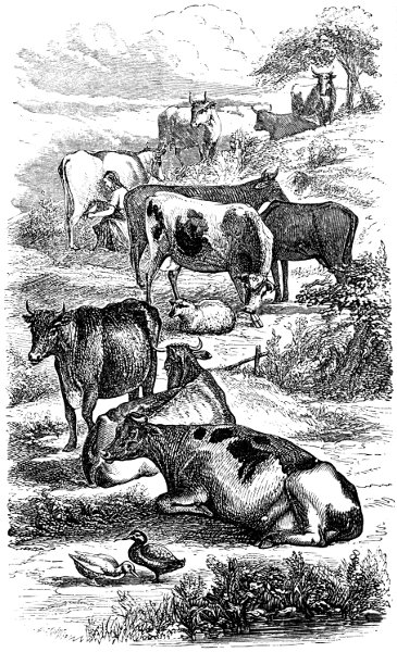 The Project Gutenberg eBook of Milch Cows And Dairy Farming, by Charles L.  Flint.