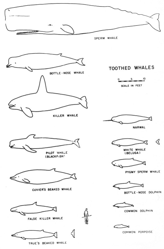 What Caused the Largest Known Mass Stranding of Stejneger's Beaked Whales?