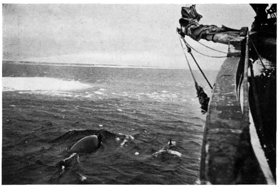 The Project Gutenberg eBook of Shackleton's Last Voyage, by Frank Wild.