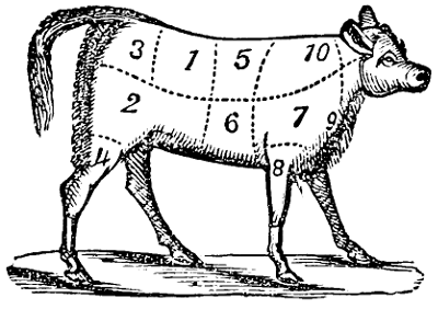 Calf marked into sections of veal