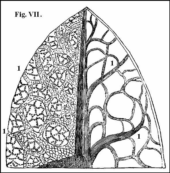 Fig. VII.