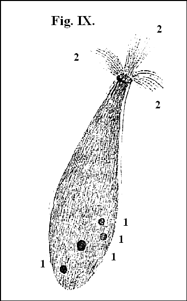 Fig. IX.