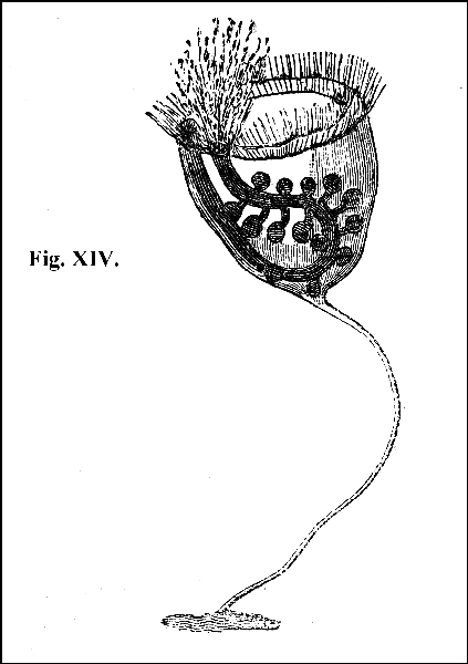 Fig. XIV.