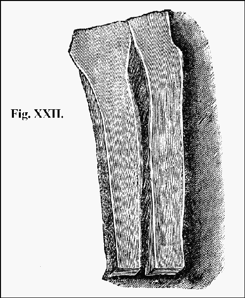 Fig. XXII.