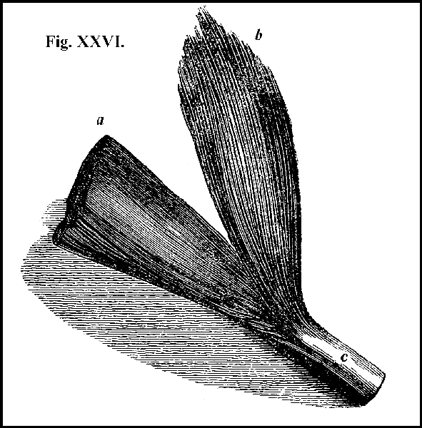 Fig. XXVI.