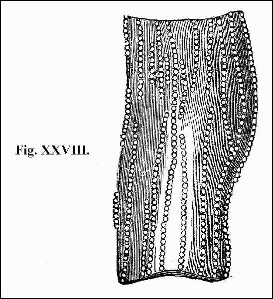 Fig. XXVIII.