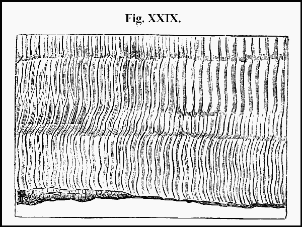Fig. XXIX.