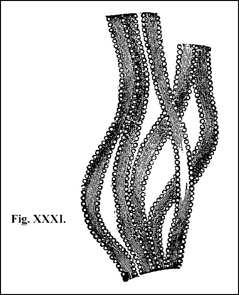 Fig. XXXI.
