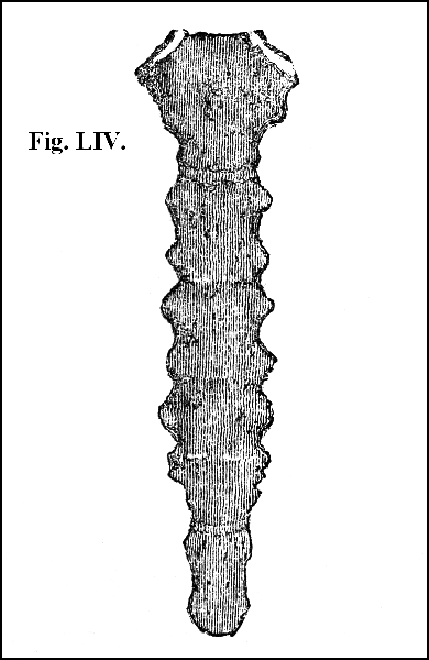Fig. LIV.
