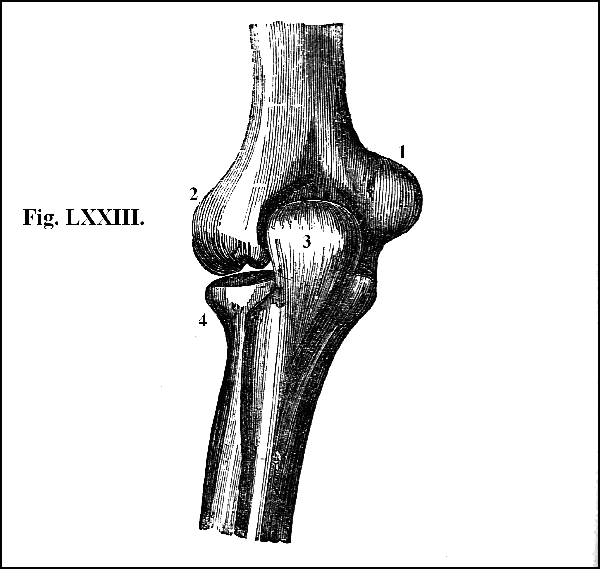 Fig. LXXIII.