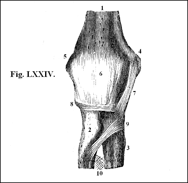 Fig. LXXIV.