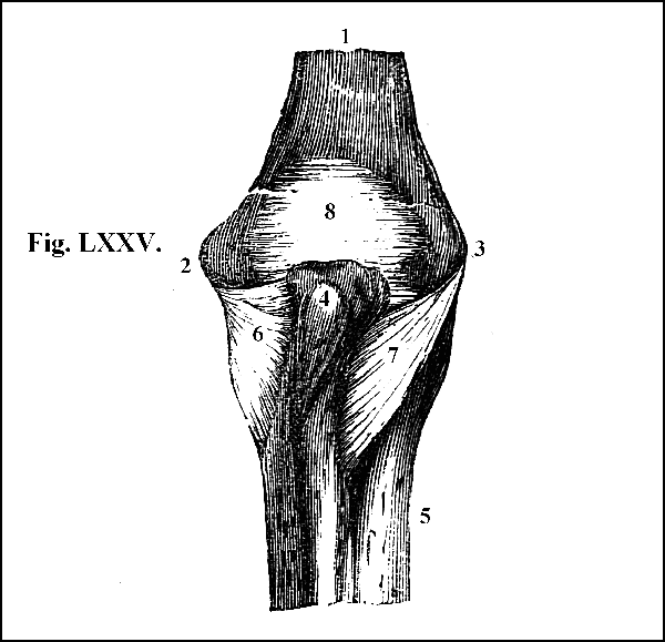Fig. LXXV.